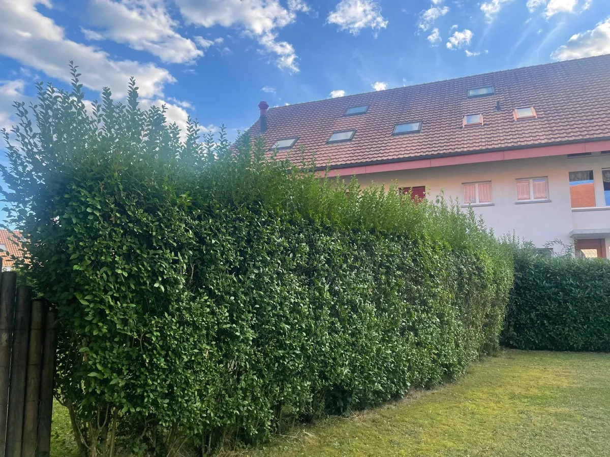 Gepflegter Garten und Umgebung einer Liegenschaft in Bern